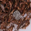/product-detail/dried-crickets-poultry-feed-chicken-feed-bird-feed-60676953379.html