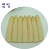 Hot sale chinese salty canned white asparagus