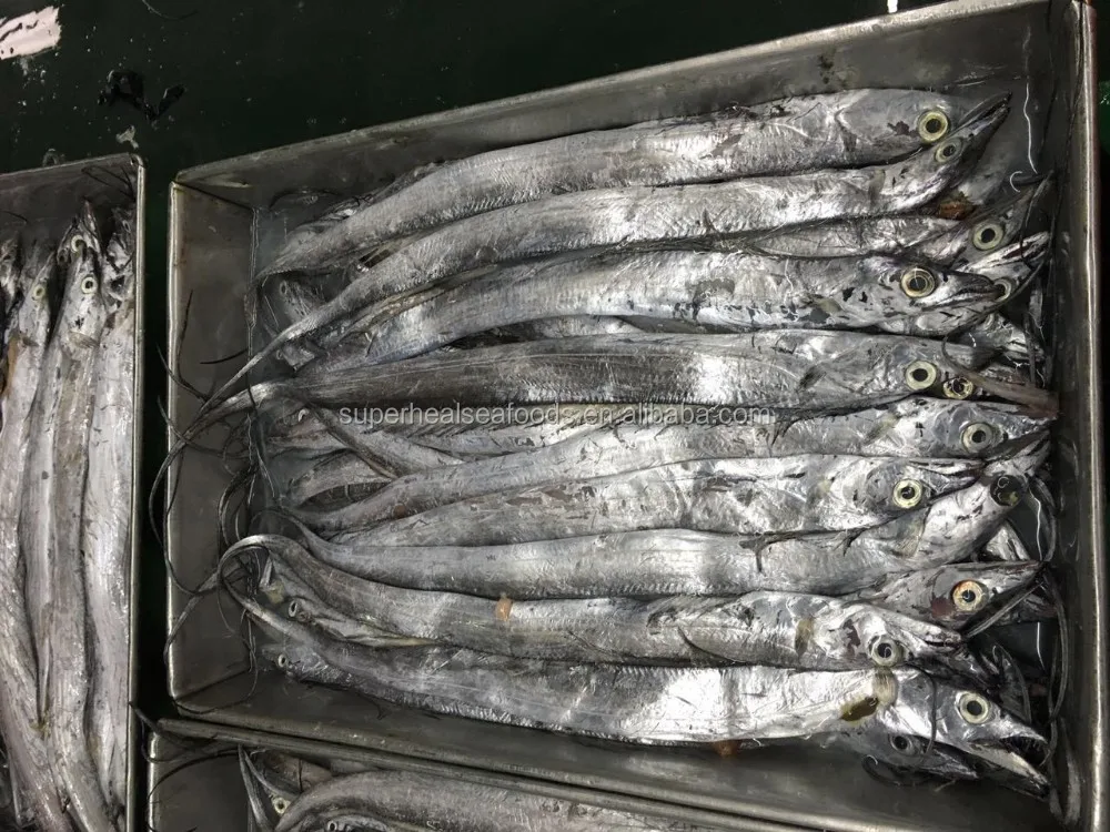 Frozen Ribbon Fish Fresh Hairtail Fish All Size Available Buy Ribbon