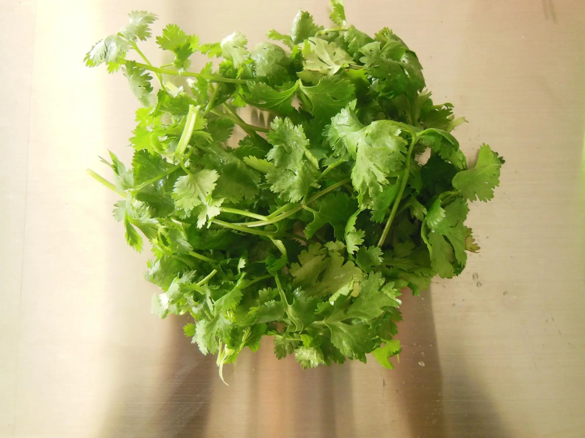 Cilantro Cutter