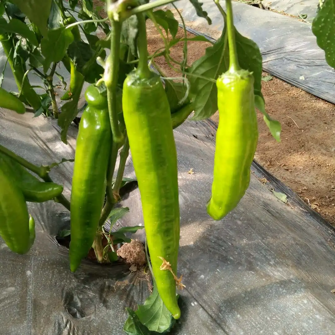 Hybrid Chili Fi Hybrid Hot Pepper Seeds Vegetables For Sale - Buy Chili ...