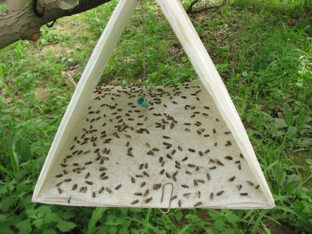 Delta Moth Trap,Pheromone Trap,Insect Pest Trap - Buy Glue Trap,Moth ...