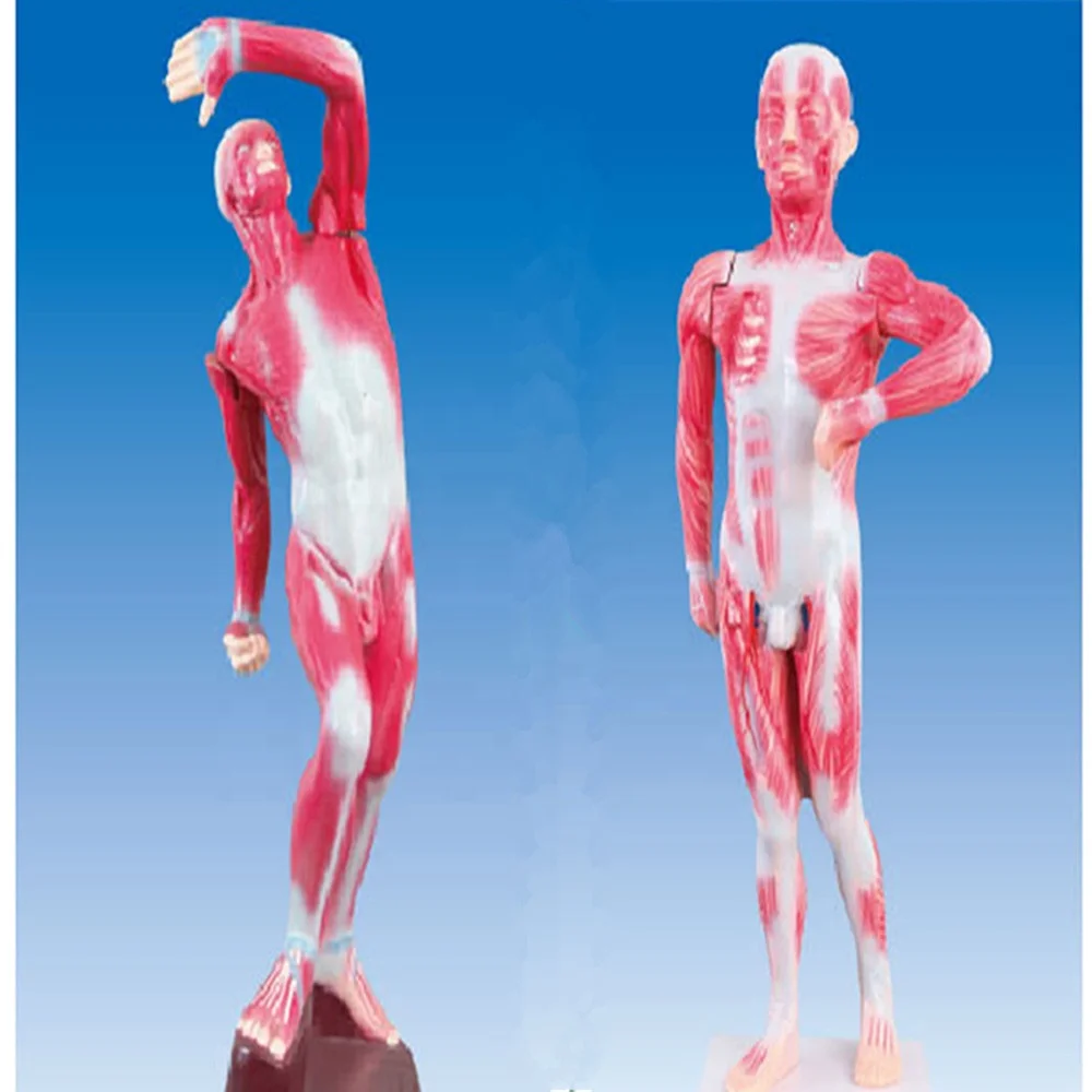 人体解剖学模型人体肌肉解剖学模型
