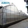 Commercial plastic film greenhouse with top vent for hydroponics lettuce and tomato