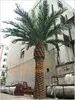 3m artificial decoration date palm tree for home/building outdoor decoration UV protective fiberglass fake palm tree