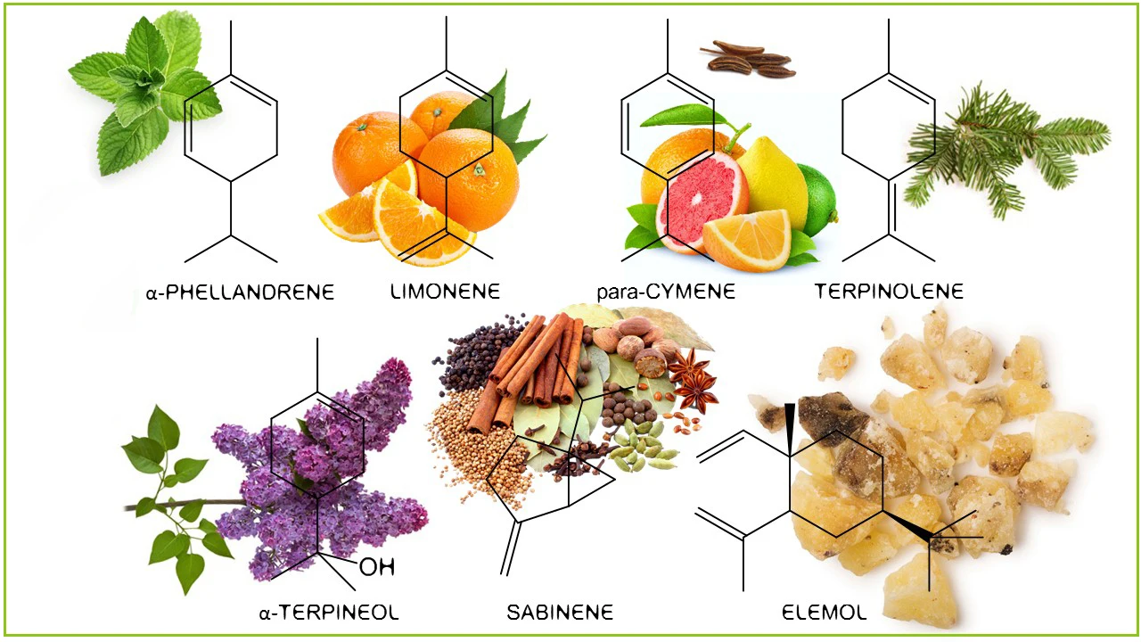 Эфирные масла содержат. Терпены. Терпены в растениях. Монотерпены эфирные масла. Терпены в продуктах.