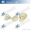 50102.01 model of adult skull