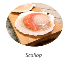 HACCP Certificate seafood shellfish frozen half shell mussel