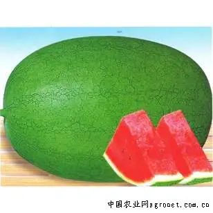 Seedless Watermelon Seeds For Growing How To Plant Seedless Watermelon Seeds For Growing How To Plant