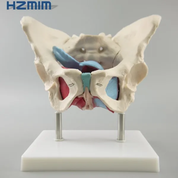 Female Pelvic Model With Muscles And Organs Pelvis Anatomic Skeleton ...