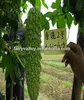 /product-detail/chinese-hybrid-bitter-gourd-seeds-bitter-melon-seeds-balsam-pear-seed-for-planting-1800992248.html