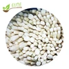 High Quality Frozen White Asparagus Organic IQF White Asparagus Cuts with good price