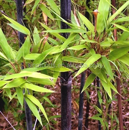 moso bamboo seeds for sale
