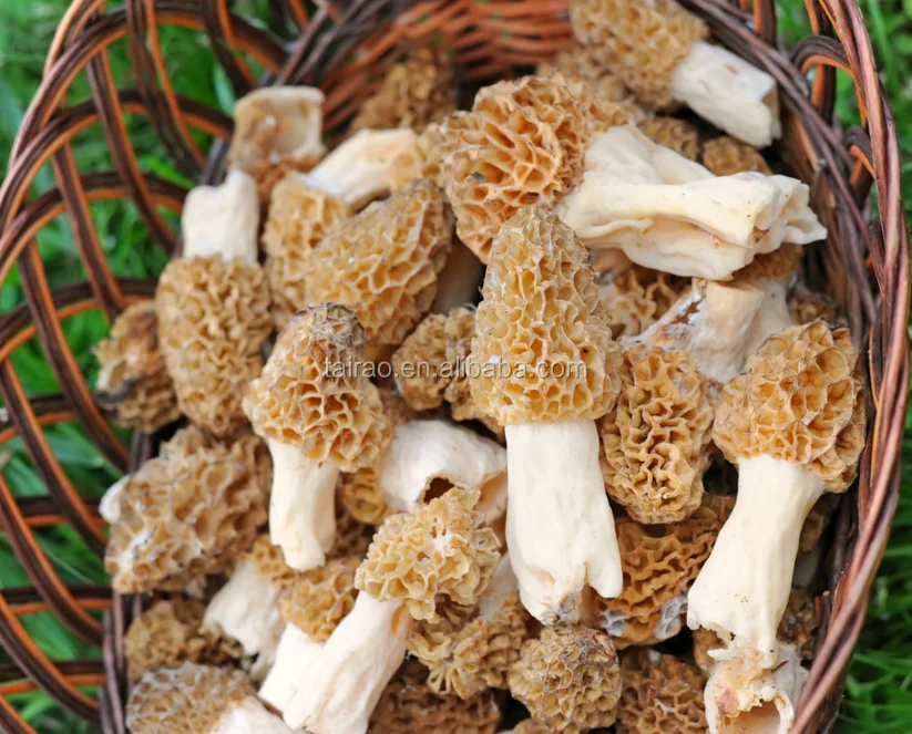 100 Liar Morel jamur/segar morel/morchella esculentaJamurID produk60449606255indonesian