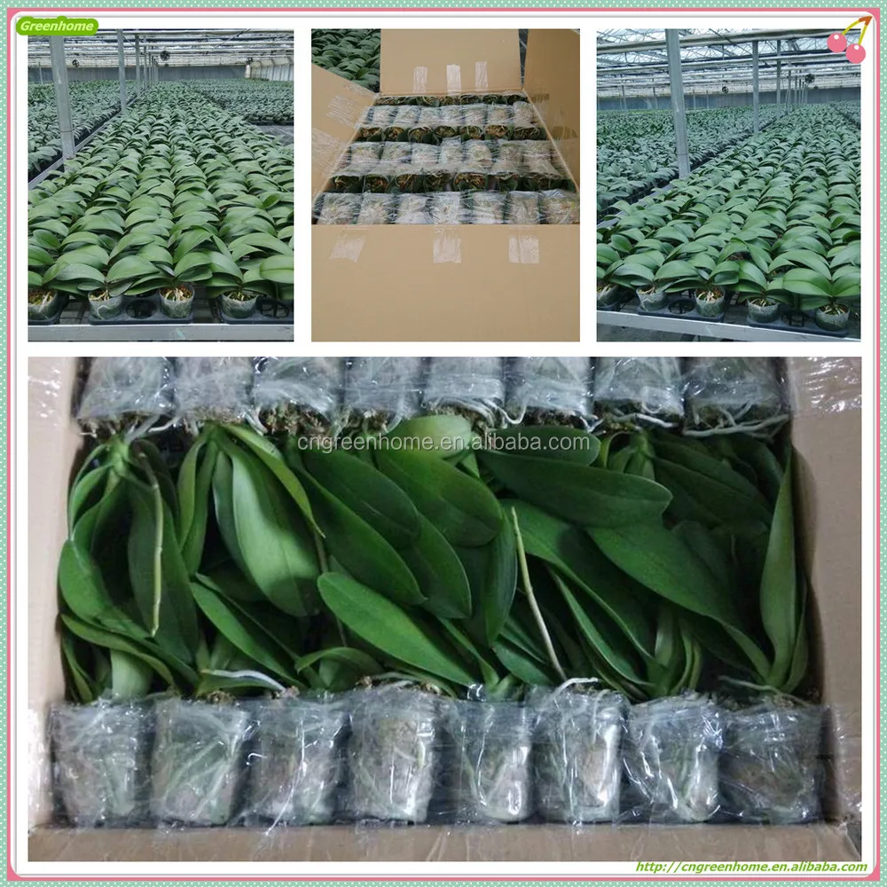 Купить Саженцы Орхидей В Интернет Магазине