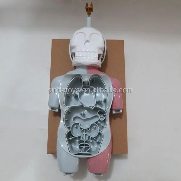 Learning Resource Lab Human Body Doctor Play Set Human Body Parts Buy