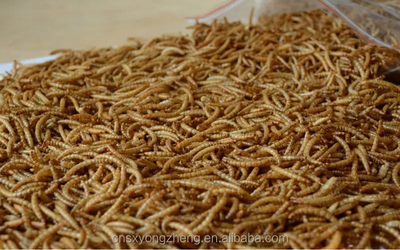 散装鸡饲料黄色 mealworm/库存野鸟食品 mealworm