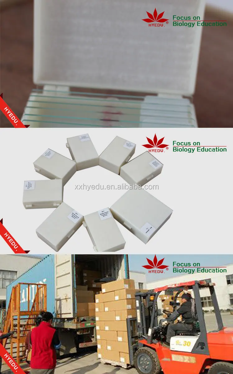 Bacteria prepared slides (2).jpg