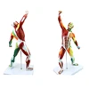 1/4 Life Size 18.5'' Anatomical Human Muscular Figure Model