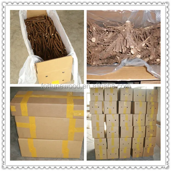 Fast Growing Paulownia Shan Tong Root Stump for Growing