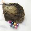 6-7mm aaa saltwater round pearl oysters with akoya pearls