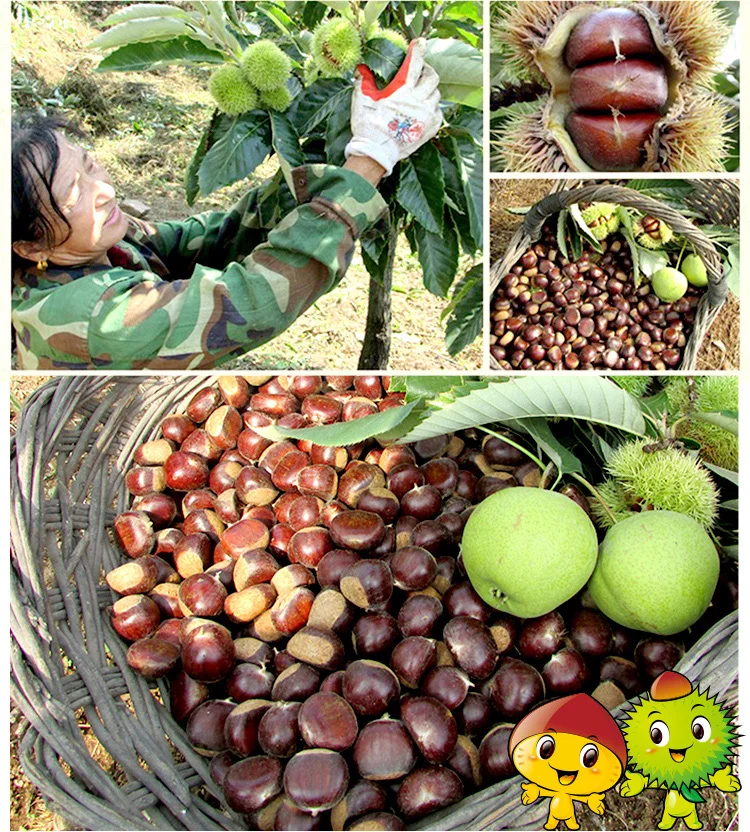 wholesale price hebei qianxi chestnut