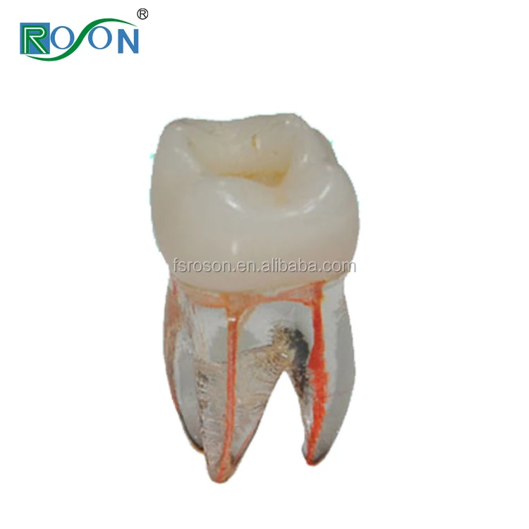 Single Root Canal Teeth Model Use For Endodontics Practice Buy Teeth
