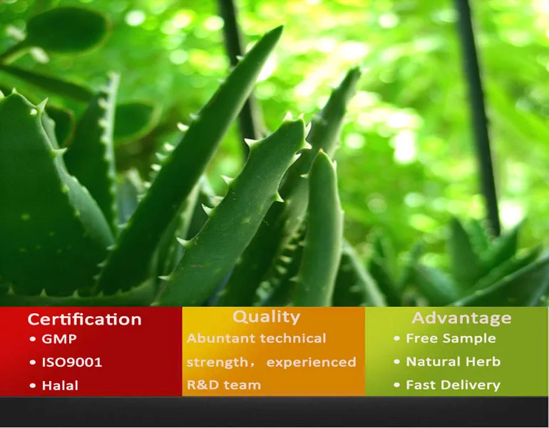 Aloe barbadensis extract. Aloe barbadensis Leaf extract. Aloe Vera Farming: complete guidance.