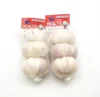 fresh normal white garlic original from Shandong China