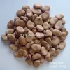 Delicious dry horse beans in shell/fava beans