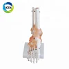 IN-104 PVC medical human body Life-Size Foot Joint with Ligaments model for sale