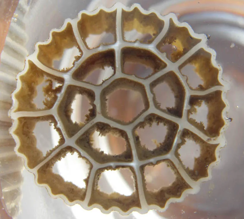 premium grade nano bubble diffuser for mbbr aeration