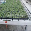 China Gold supplier high quality greenhouse benches