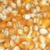Indian Corn
