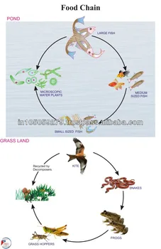 ห่วงโซ่อาหารของ - Buy การศึกษาแผนภูมิ,ห่วงโซ่อาหารแผนภูมิ 