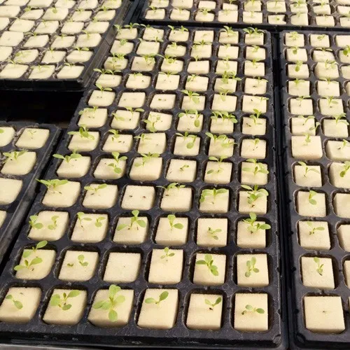 Hydroponic Growing System Agriculture Seed Plant Foam Sponge Buy