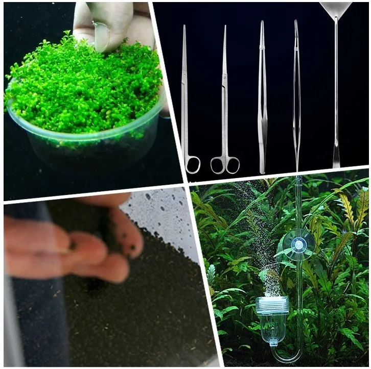 Aquarium Plant Seeds For Sale