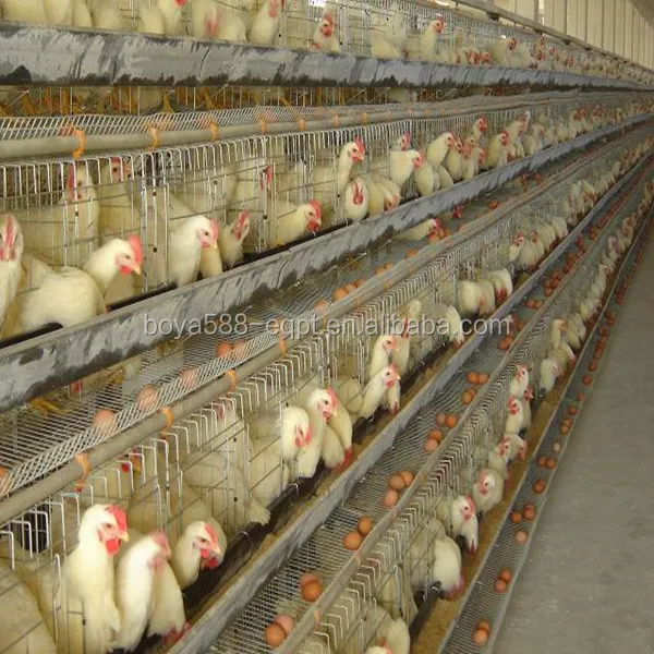 Commercial Chicken House high quality automatic china industrial chicken coop hen house Commercial Chicken House high quality automatic china industrial chicken coop hen house