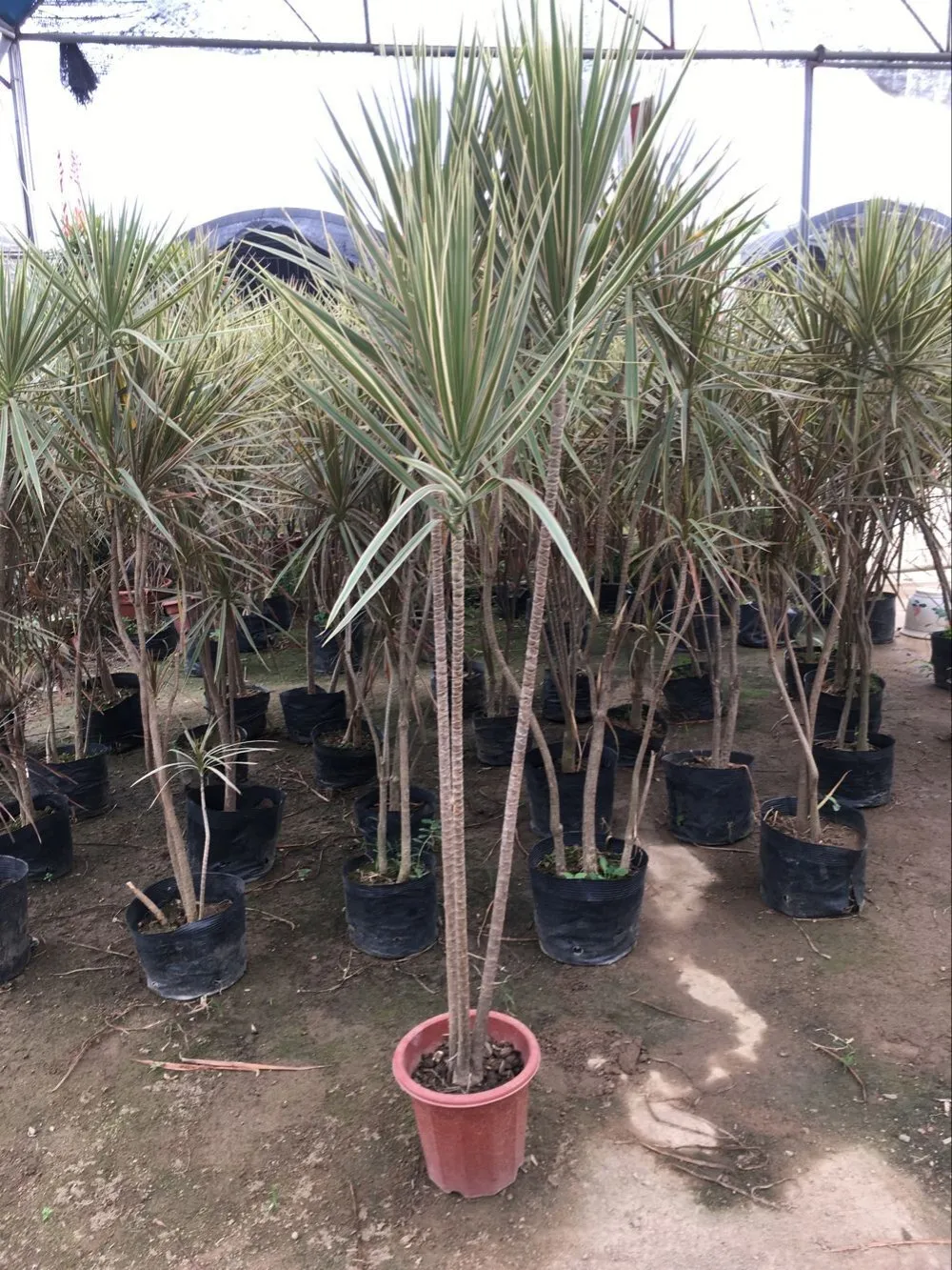 Dracaena Marginata マダガスカルドラゴンツリー レッドエッジドラセナ Buy ドラセナ Marginata ドラセナフラグランス Cornstalk ドラセナ Product On Alibaba Com