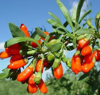 donde comprar bayas de goji berry