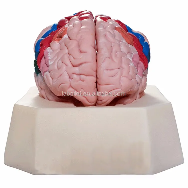 Human Brain Lobe Model Cerebellum Model Brain Anatomical Model Buy