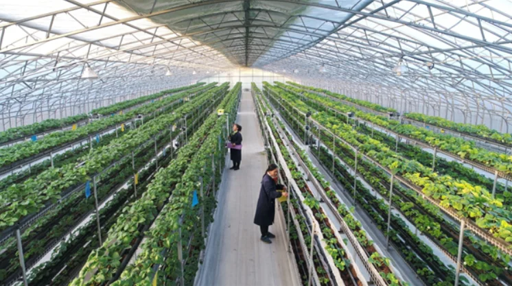 greenhouse control unit