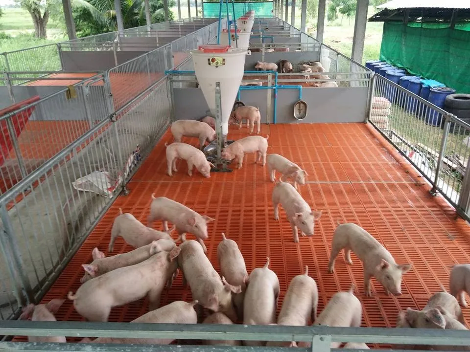 china-factory-pig-weaning-equipment-pig-nursery-pen-crate-for-sale