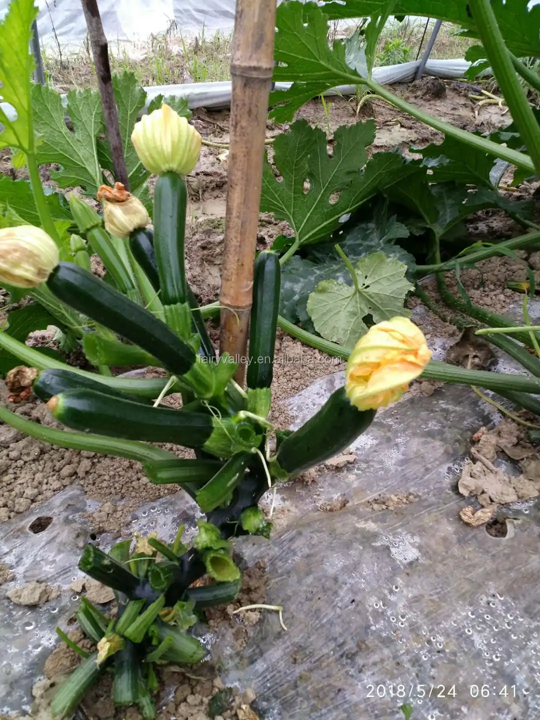 Excellent Quality Hybrid F1 Summer Squash Seeds/italian