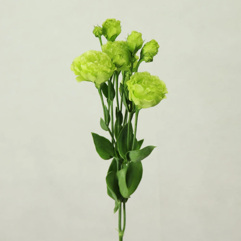 Wholesale Fresh Cut Flower Eustoma From Dounan Kunming China Buy