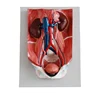 2013 new urinary system,urinary model