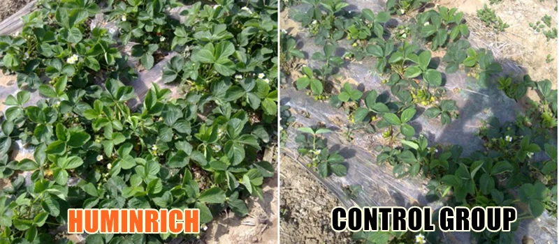 Humic Acid Powder.png