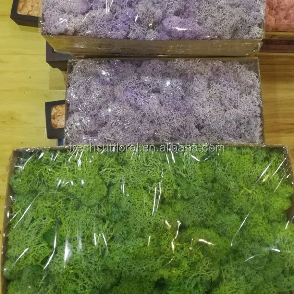 500g Big Package Preserved Moss Long Lasting Moss Produce By Fresh Moss