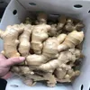 Good quality Air dry ginger fresh ginger factory wholesale
