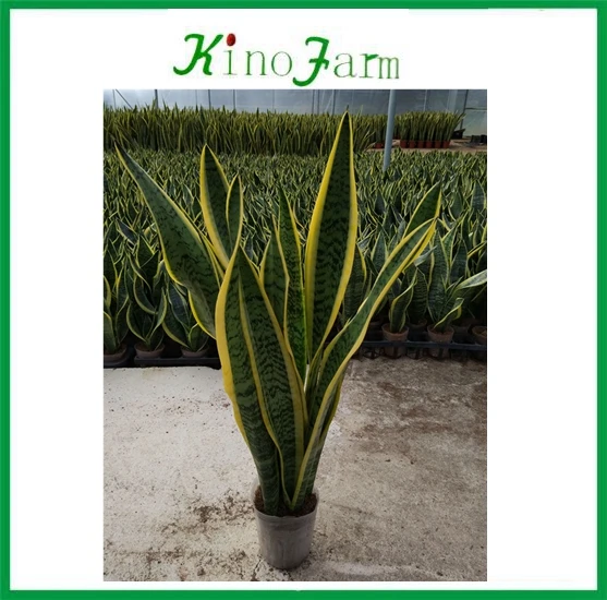 Wholesale Sansevieria Trifasciata Snake Plant Buy Sansevieria Trifasciata Sansevieria Snake Plant Product On Alibaba Com